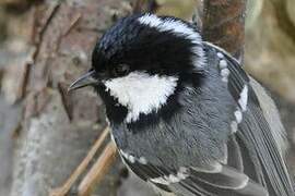 Coal Tit