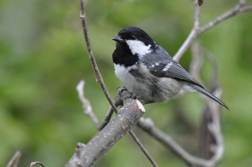 Coal Tit, identification