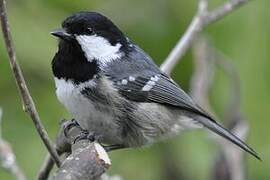 Coal Tit