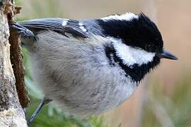 Coal Tit