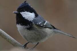 Coal Tit