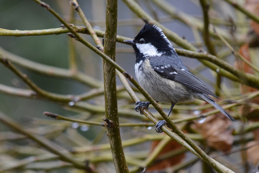 Coal Tit, identification