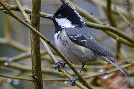 Coal Tit