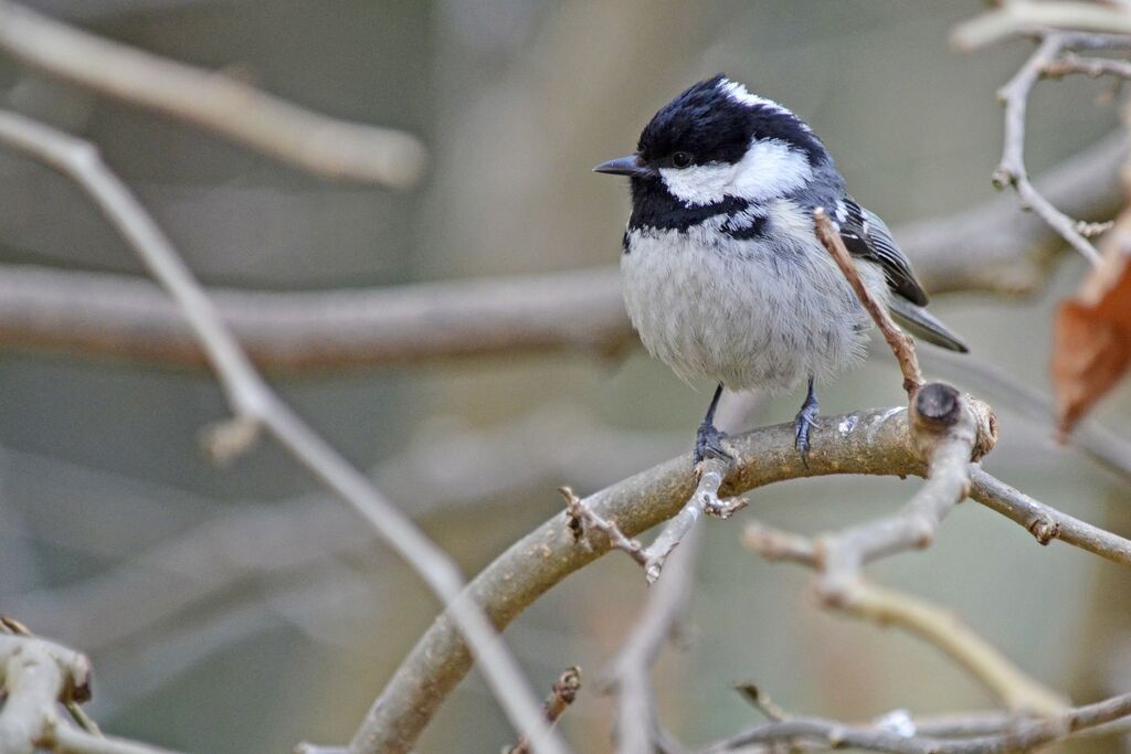 Coal Tit