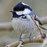 Coal Tit