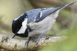 Coal Tit