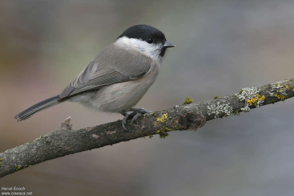 Mésange nonnetteadulte, identification