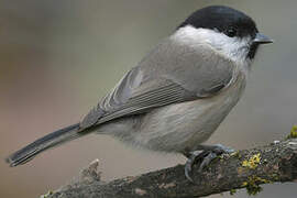 Marsh Tit