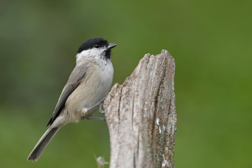 Mésange nonnetteadulte, identification