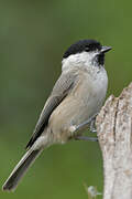 Marsh Tit