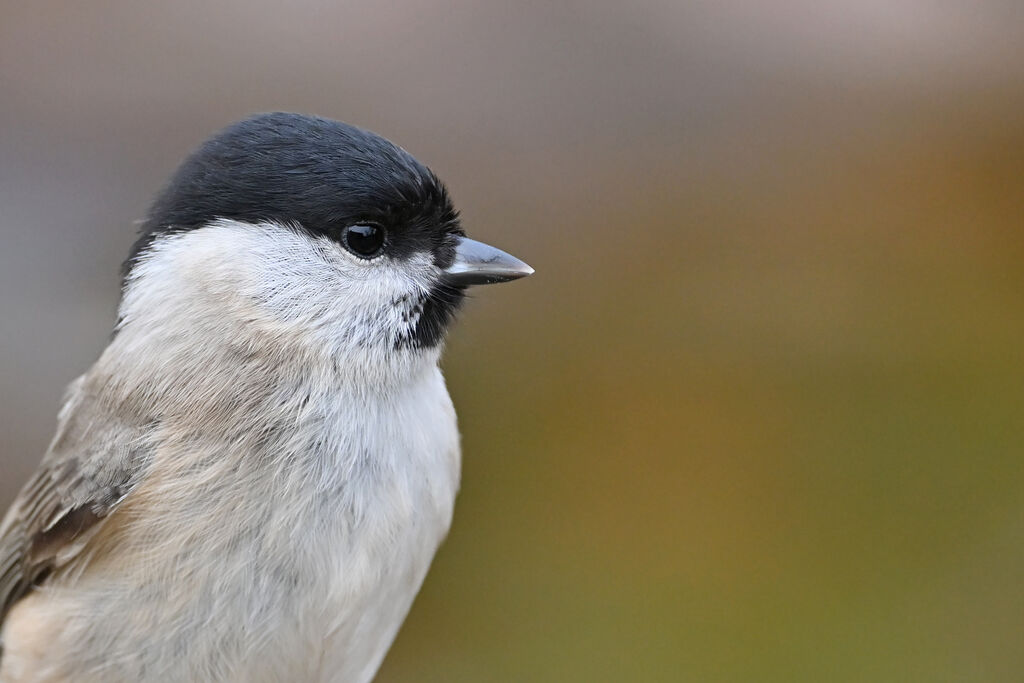 Mésange nonnetteadulte, portrait