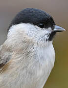 Marsh Tit