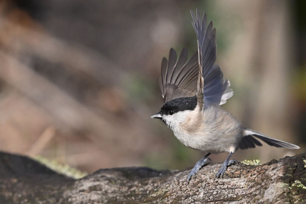 Mésange nonnetteadulte, Vol