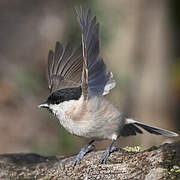 Marsh Tit