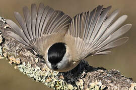 Marsh Tit