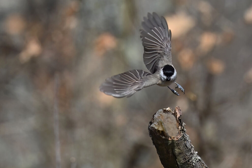 Mésange nonnetteadulte, Vol