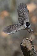 Marsh Tit