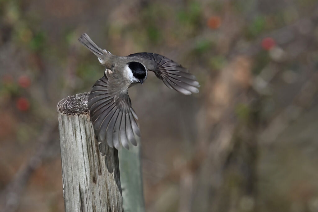 Mésange nonnetteadulte, Vol