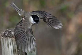 Marsh Tit