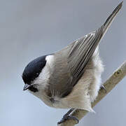 Marsh Tit