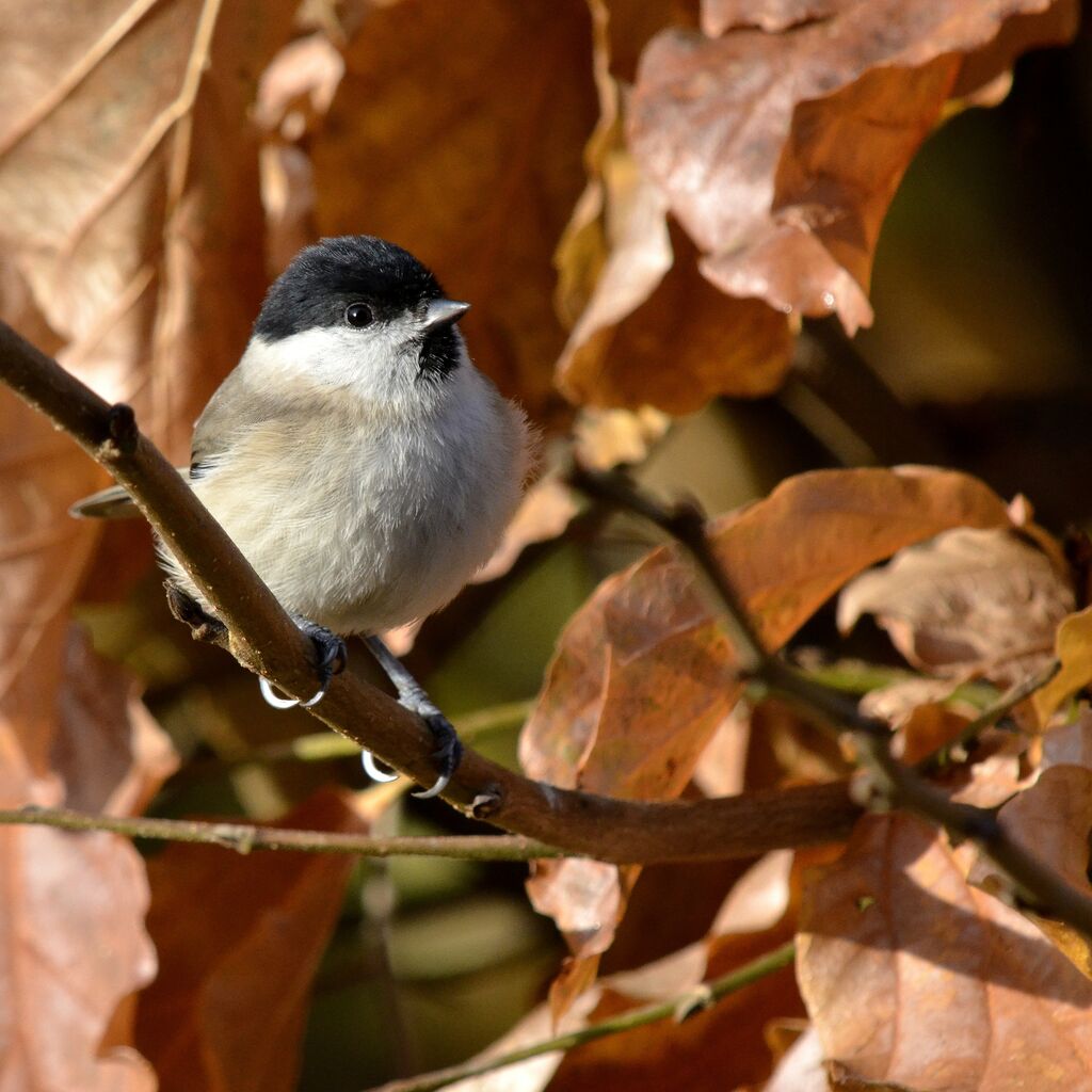 Mésange nonnette, identification