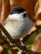 Marsh Tit