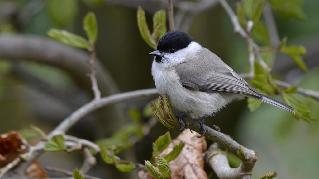 Mésange nonnette, identification