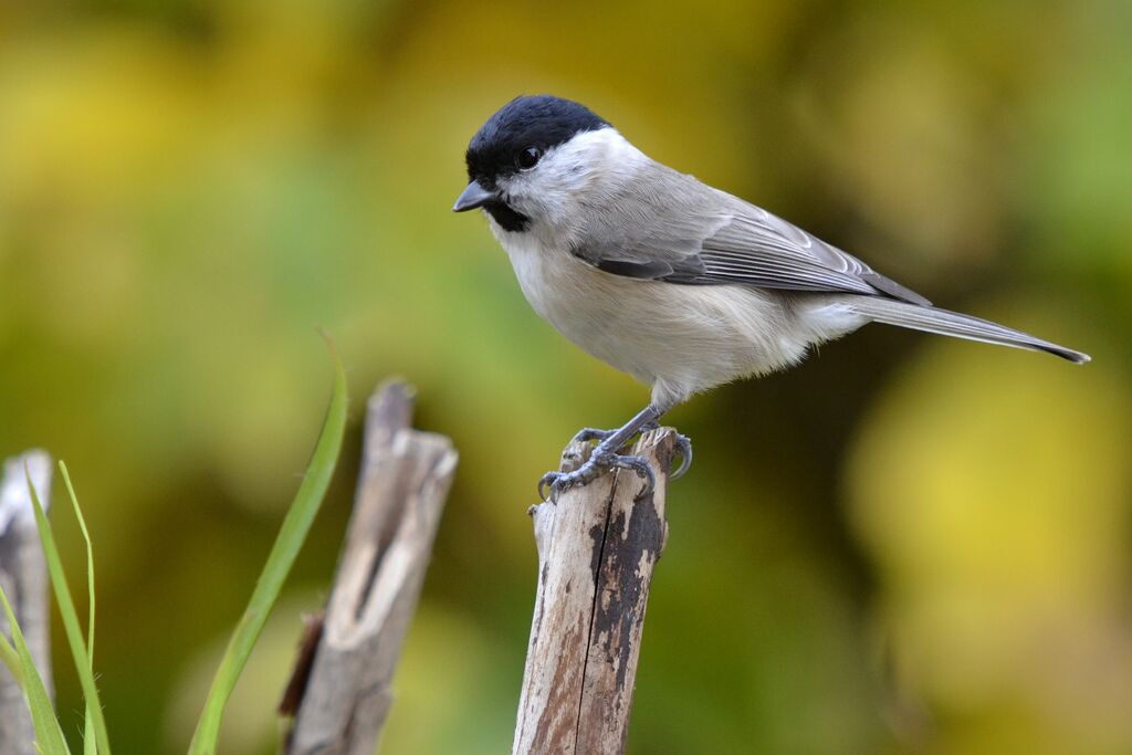 Mésange nonnette, identification