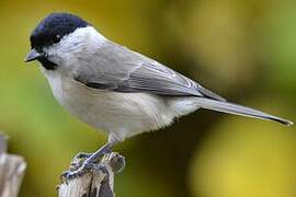 Marsh Tit