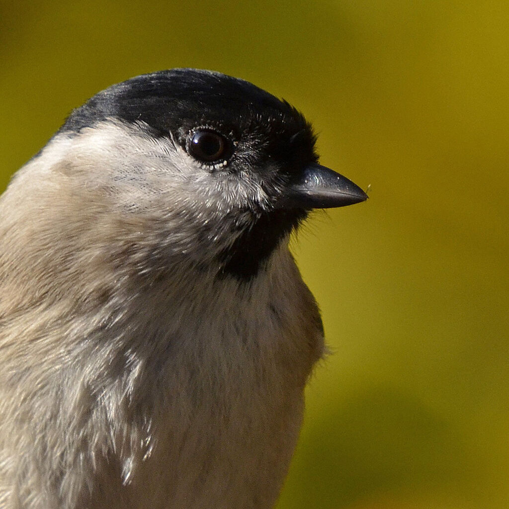 Mésange nonnette