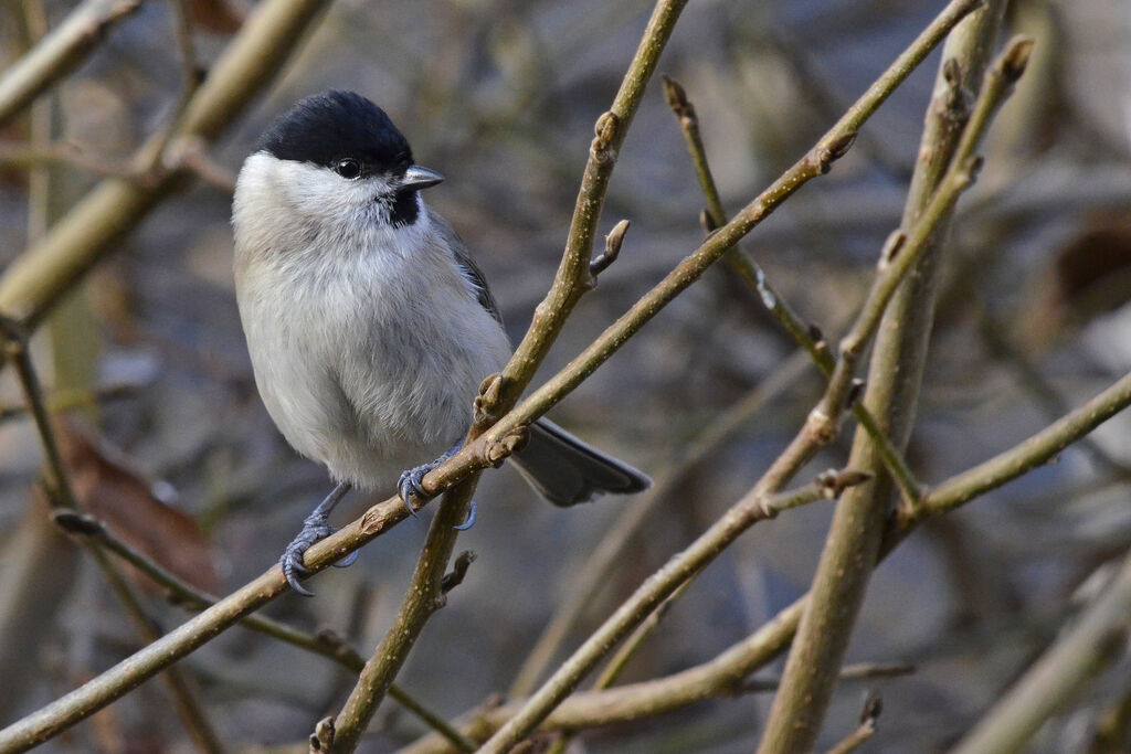 Mésange nonnette, identification