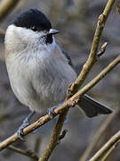 Marsh Tit