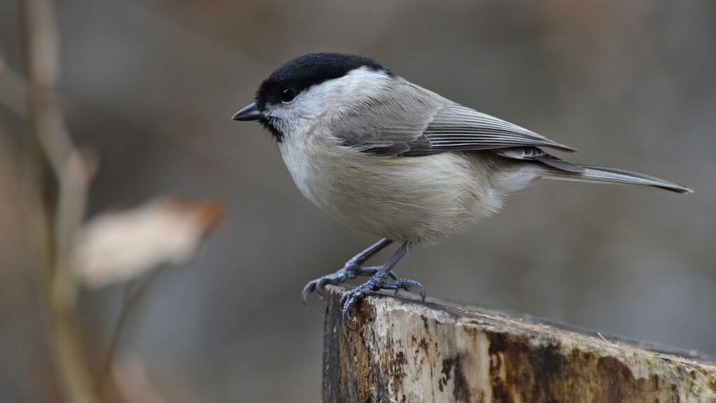 Mésange nonnette, identification