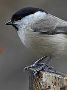 Marsh Tit