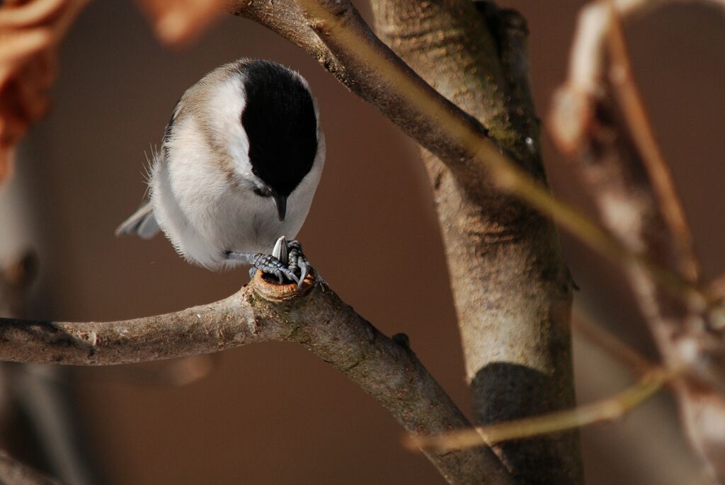 Marsh Tit, Behaviour