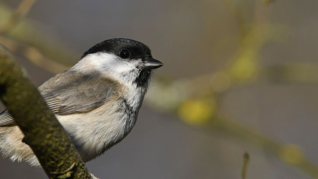 Mésange nonnetteadulte, portrait