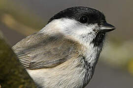 Marsh Tit