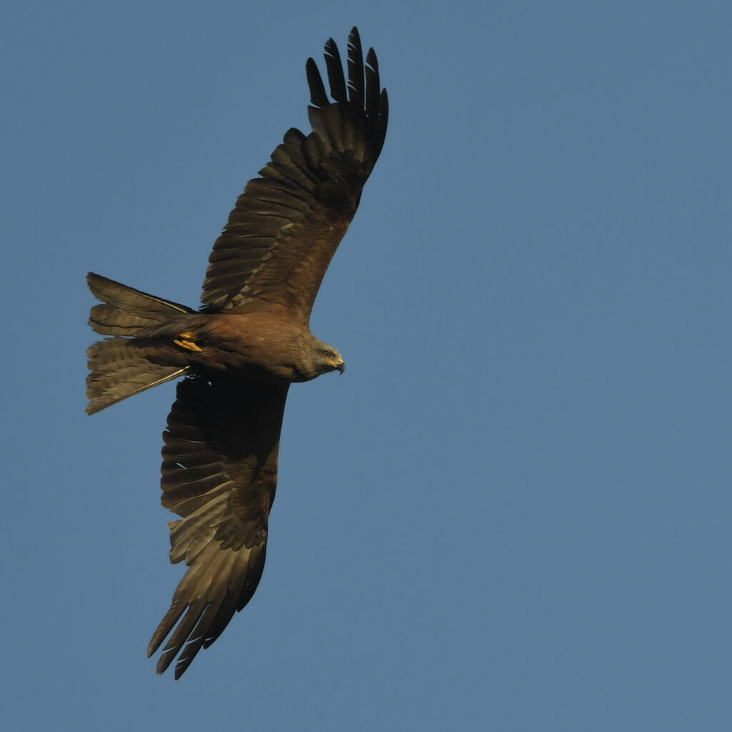 Black Kiteadult, Flight