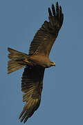 Black Kite