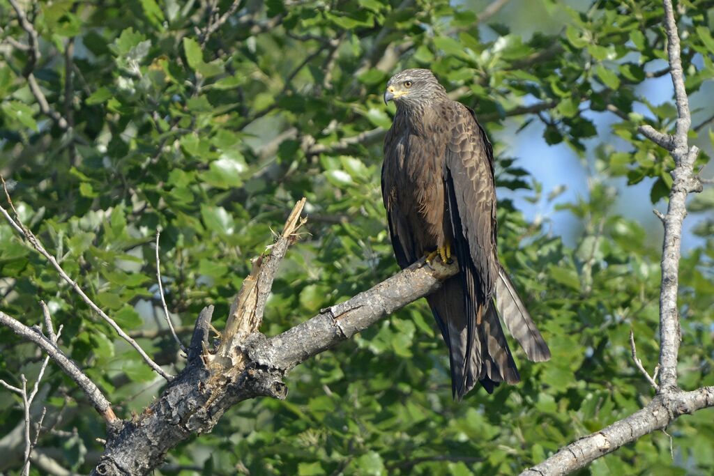 Black Kite, identification