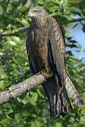 Black Kite