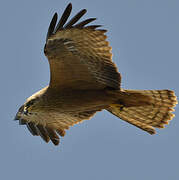 Black Kite