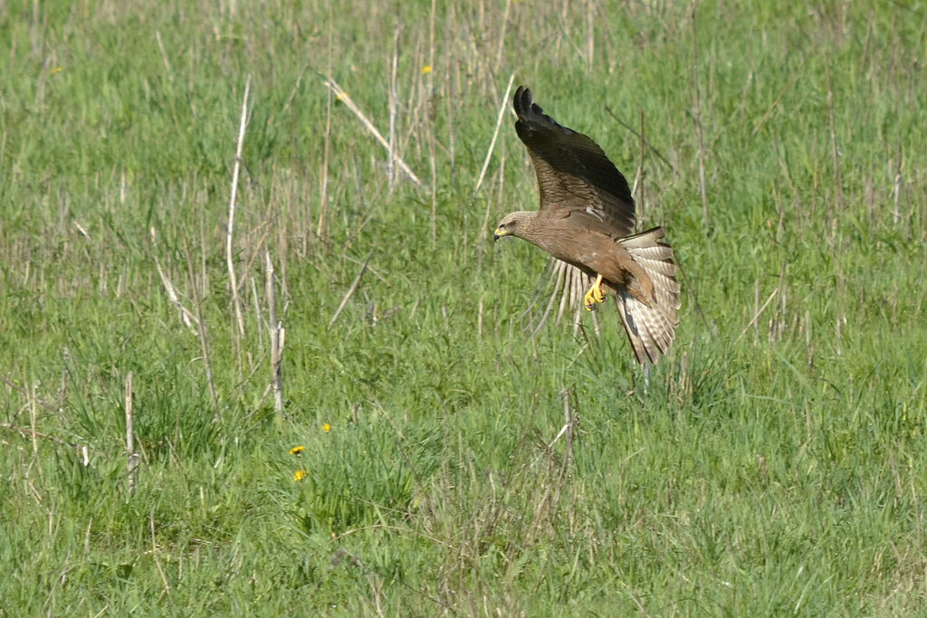 Black Kite