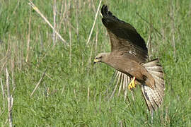 Black Kite