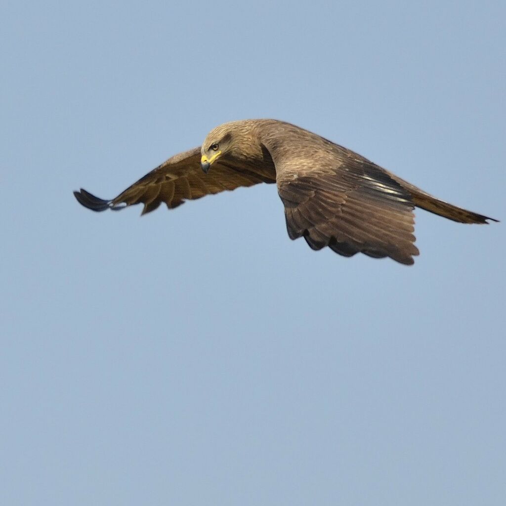 Black Kite, Flight