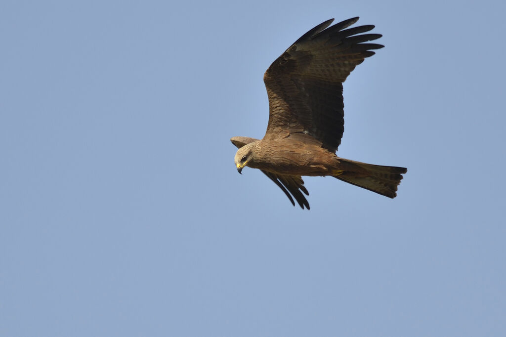 Black Kite, Flight