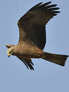 Black Kite