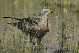 Black Kite