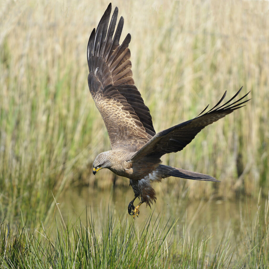 Black Kiteadult, Flight