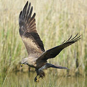 Black Kite